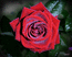 Роза с капельками